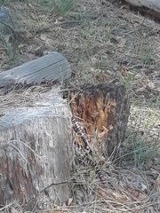 Lampropeltis pyromelana