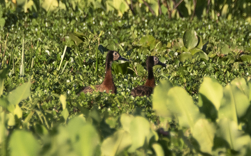 iNaturalist image