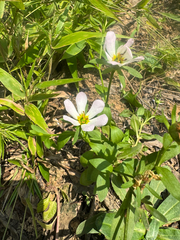 Sabatia calycina