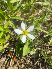 Sabatia calycina, photograph (c) Shelby Lyn Sanders, some rights reserved (CC BY)