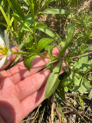 Sabatia calycina, photograph (c) Shelby Lyn Sanders, some rights reserved (CC BY)