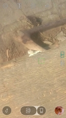 Urosaurus bicarinatus