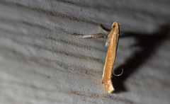 Caloptilia invariabilis
