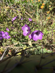 Pholistoma auritum auritum
