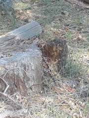 Lampropeltis pyromelana