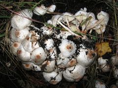 Leucoagaricus meleagris