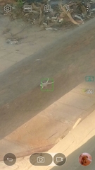 Urosaurus bicarinatus