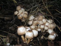 Leucoagaricus meleagris