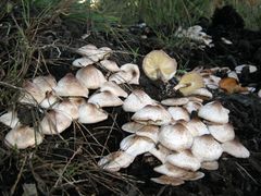 Leucoagaricus meleagris