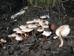 Leucoagaricus meleagris