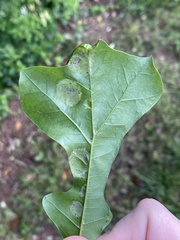 Taphrina caerulescens