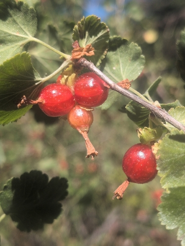 iNaturalist observation photo of wax currant