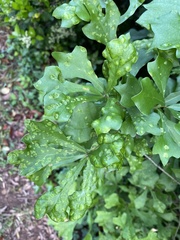 Taphrina caerulescens