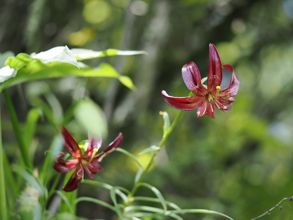 Likiang Lily
