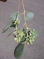 Eucalyptus magnificata