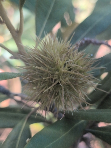 iNaturalist observation photo of bush chinquapin