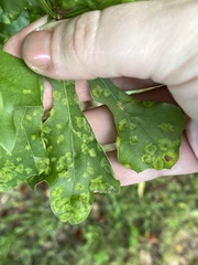 Taphrina caerulescens