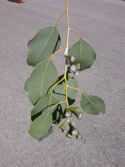Eucalyptus magnificata