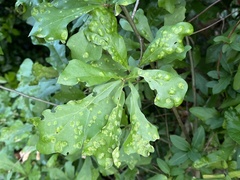 Taphrina caerulescens