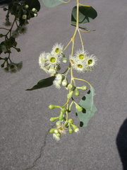 Eucalyptus magnificata
