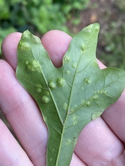 Taphrina caerulescens