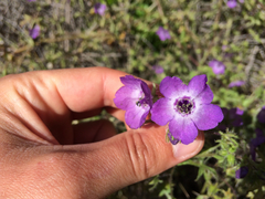 Pholistoma auritum auritum