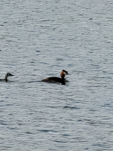 iNaturalist image