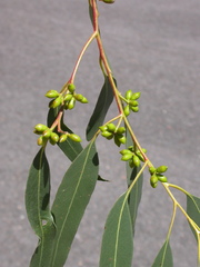 Eucalyptus nobilis