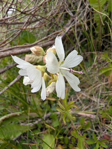 Sidalcea candida, photograph 5