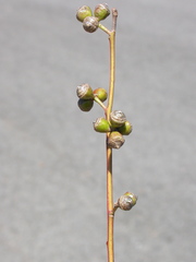 Eucalyptus nobilis