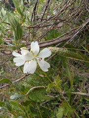 Sidalcea candida, photograph (c) Alissa Iverson, some rights reserved (CC BY)