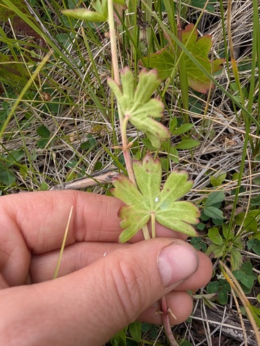 Sidalcea candida, photograph 6