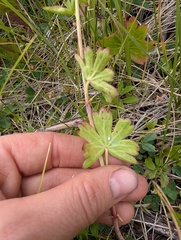Sidalcea candida, photograph (c) Alissa Iverson, some rights reserved (CC BY)