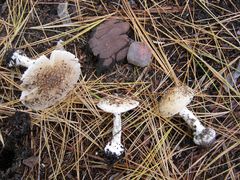 Amanita multisquamosa