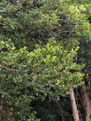 Ilex perado, photograph (c) Michael, Antoni and Nihat Hinczewski, some rights reserved (CC BY)