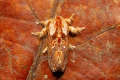 Pseudanapaea denotata