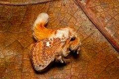 Pseudanapaea denotata