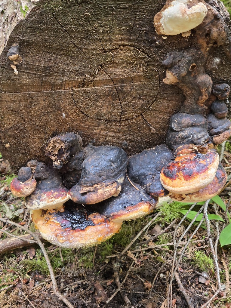 Northern Red Belt · July 2026 · photo: Photo: (c) Jo Roberts, some rights reserved (CC BY) · iNaturalist