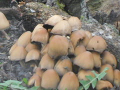 Coprinopsis atramentaria