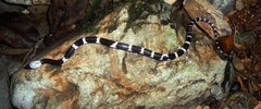 Lycodon fasciatus
