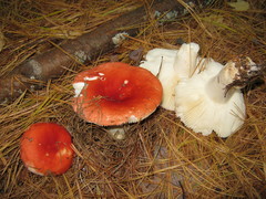 Russula silvicola