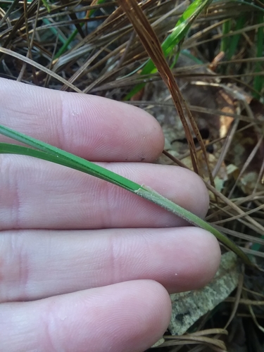 Image of Carex complanata by (c) Will McFarland, some rights reserved (CC BY)