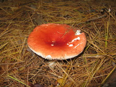 Russula silvicola