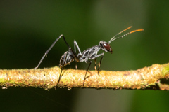 Gigantiops destructor