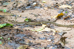 Xenodon rabdocephalus