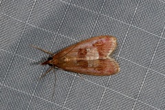 Syntonarcha vulnerata