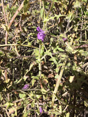 Pholistoma auritum auritum