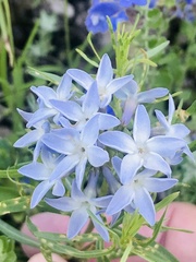 Amsonia ciliata