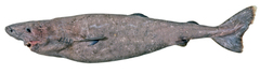 Southern Sleeper Shark photo 3
