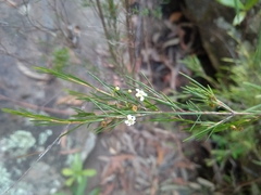 Baeckea linifolia